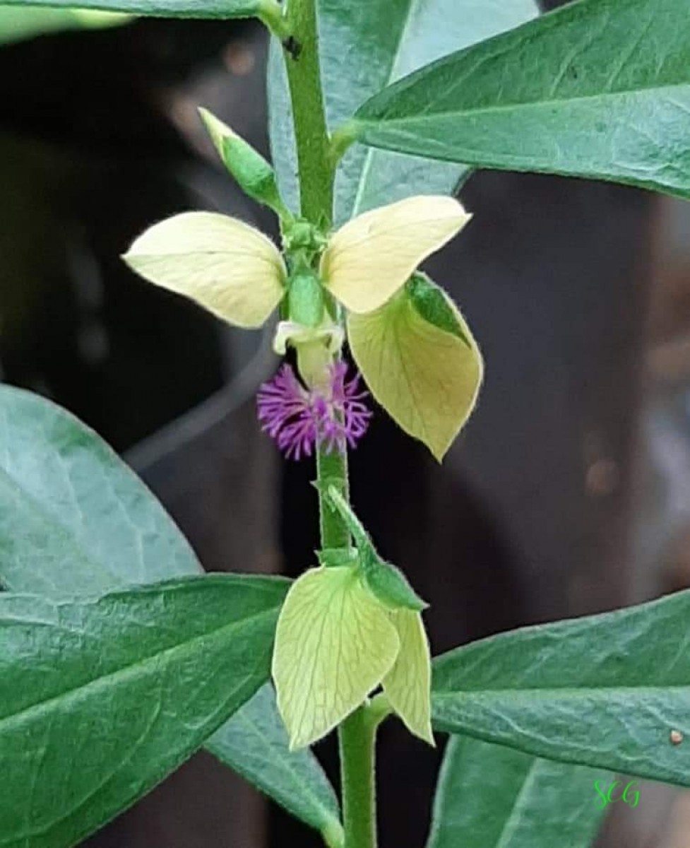 Polygala javana DC.